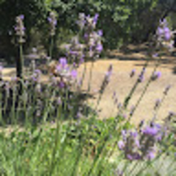 Meet your Posher, Aubrey - Picture 1 of 1